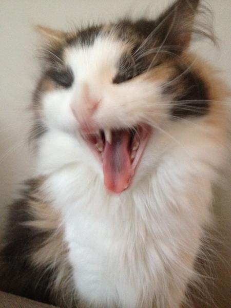 Konkurrence: VAMPYR-kat