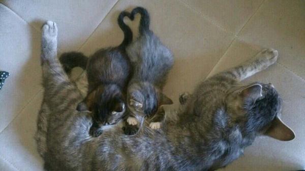 er de ikke bare hus katte