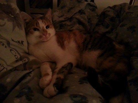 Steriliseres tirsdag - gode råd søges