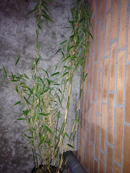Bambus plante?