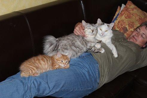 Kurilean Bobtail temperament