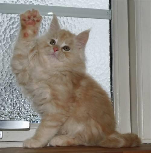 Nye billeder fra opdrætteren.Jaaaa<3