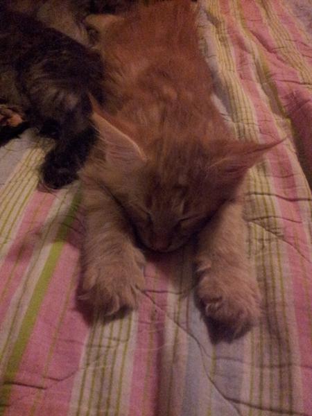 Hvad skal killingen hedde?