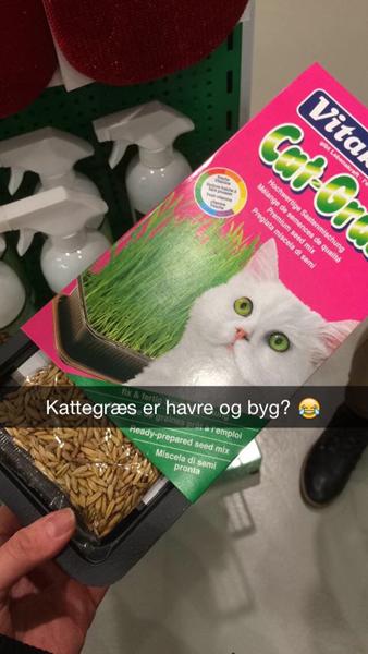 Skuffet! Kattegræs?