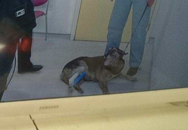 operere på 13årig hund?