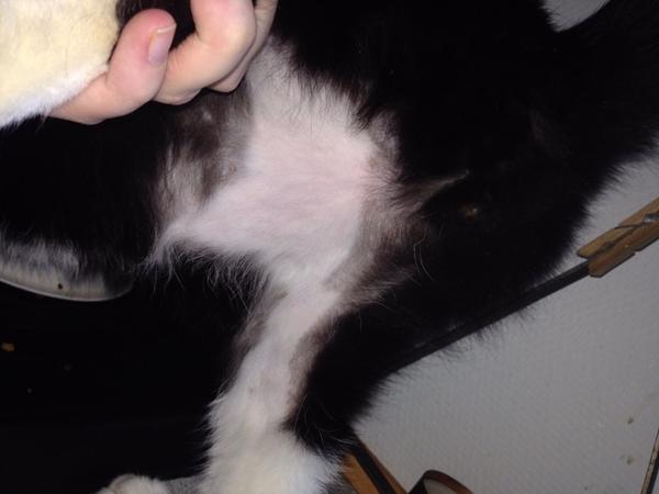 Mister hår på bagben/mave