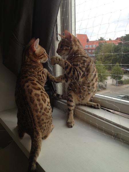 Konkurrence - Ballade-kat