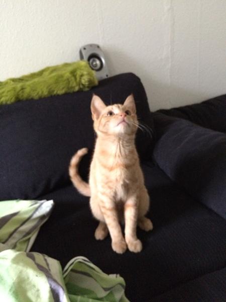 Foder til røde katte