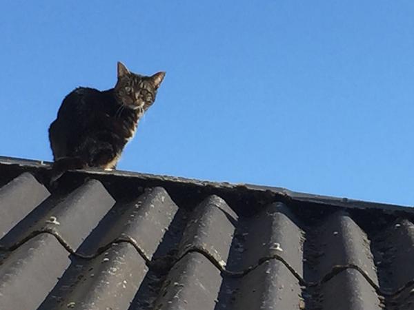 Kat som tisser i alt
