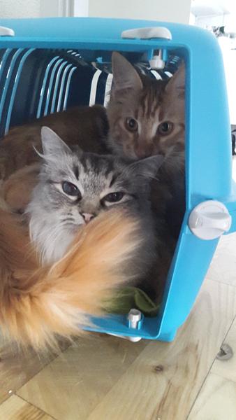 Transport kasse billeder ;-)