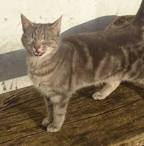 lidt til lattermusklen..