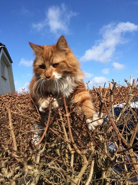 1årige Maine coon, føles tynd