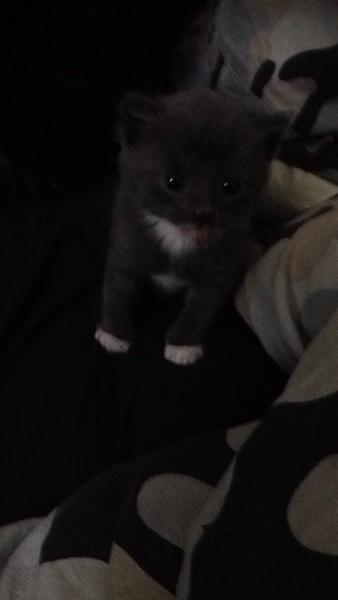 Kat på 4 uger uden mor 