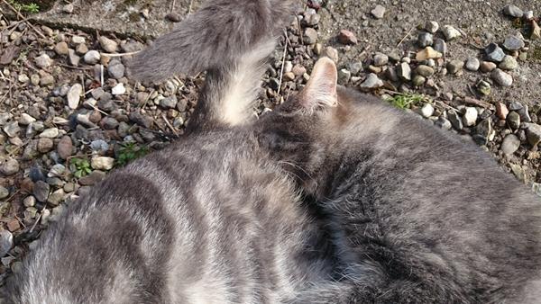 katte snuser hinanden bagi??