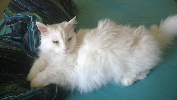 Musse har fødselsdag