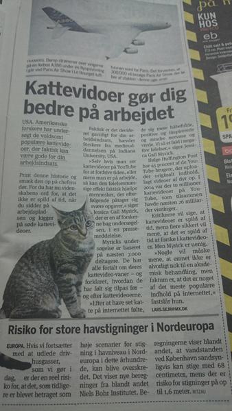 kattevideoer=bedre på arbejdet 