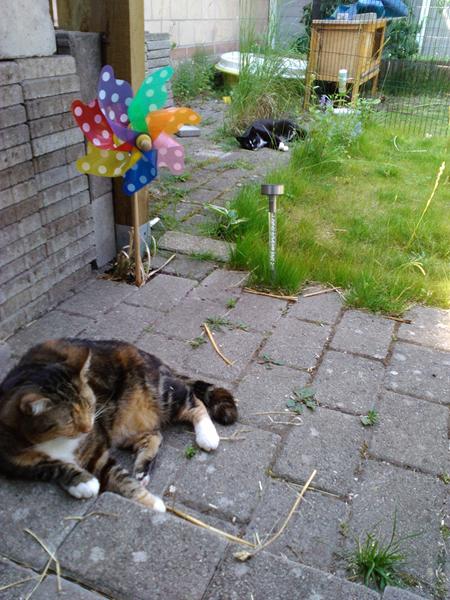 sælges: et stk alt for varm dag