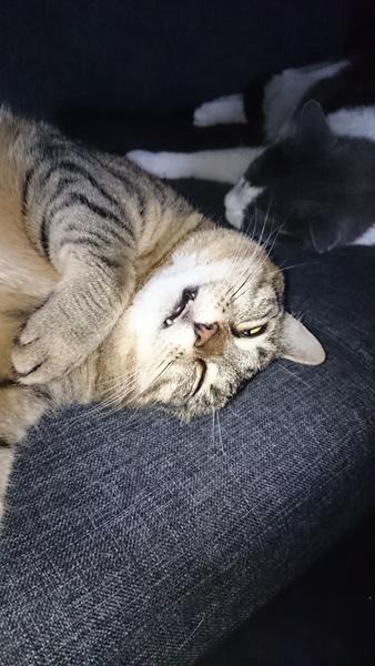 Du ser så sød ud når du sover