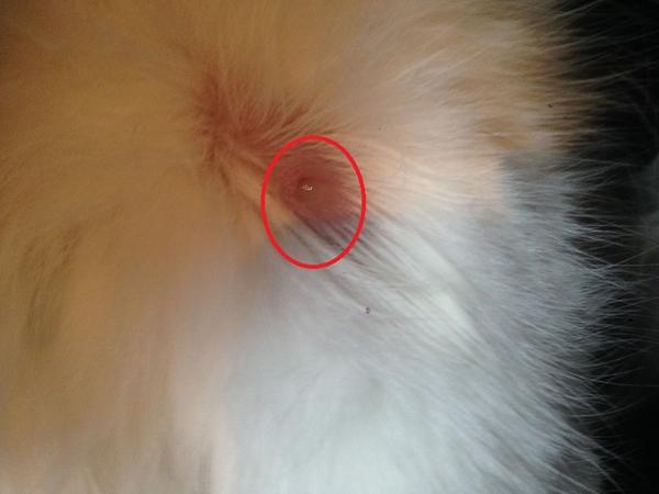 Hjælp. Min kat har mærkeligt sår på benet