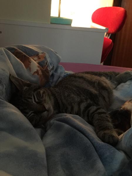 Kan mennesker smitte katte?