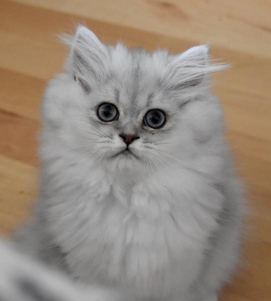 "lille" Silas er blevet stor