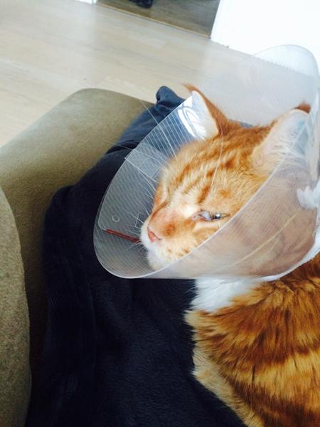 Tage kraven af katten?