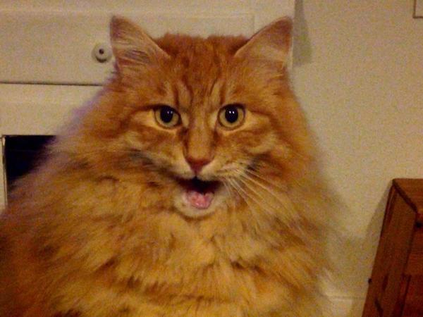 Tandløs kat