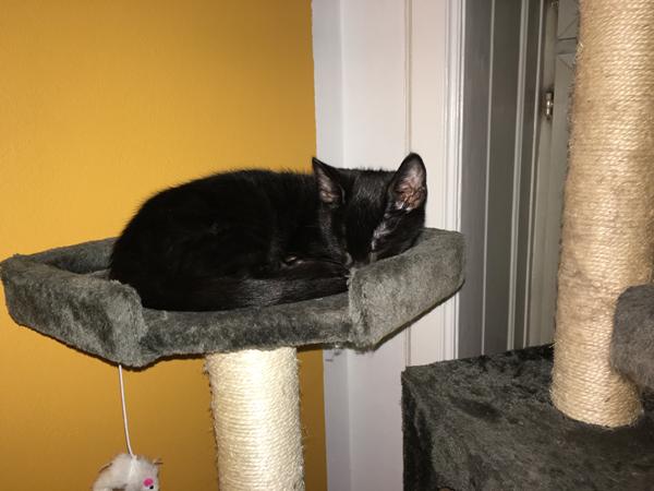 Gonzalez er flyttet ind