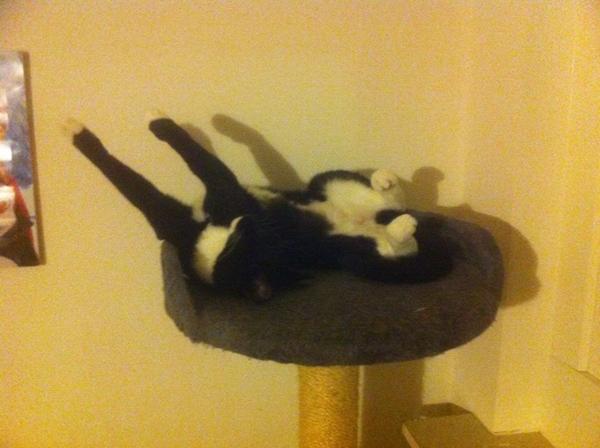 Sovende katte :)