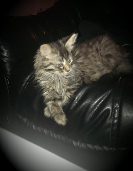 sammenføring.. hvæser og knurrer