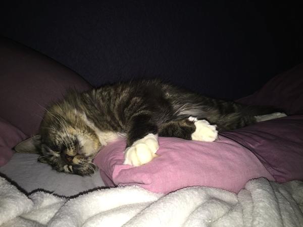 Sovende katte :)