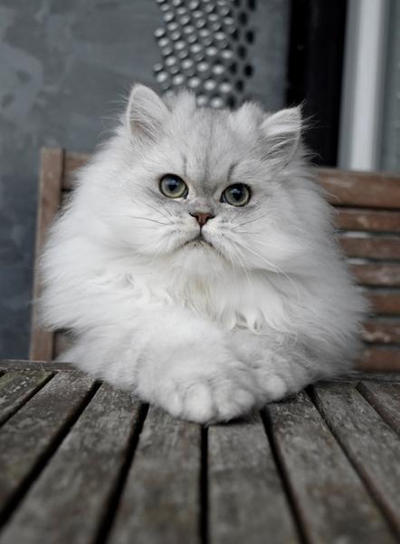 Silas er blevet stor