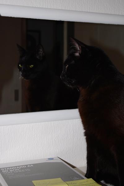 Milo og Julen :D