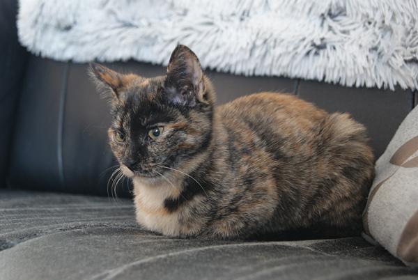 Ny kat - Nyt navn