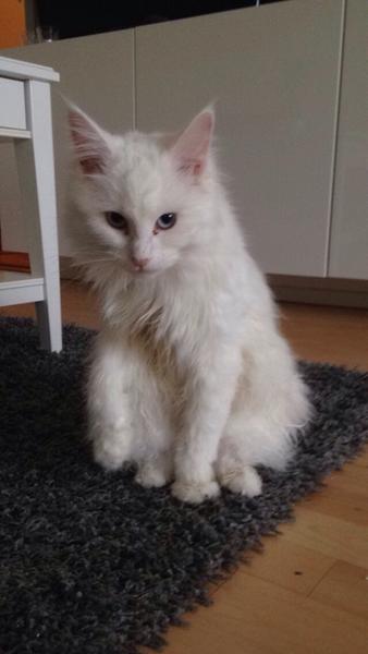 Kat ELSKER at plaske med vand!