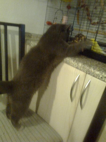 Kalle på jagt efter jacob