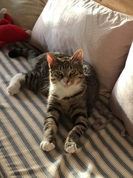 Probleme m. naboens kat