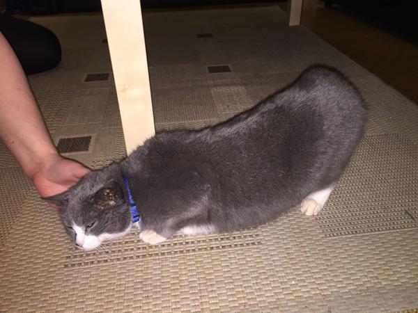 Katten har ondt i maven