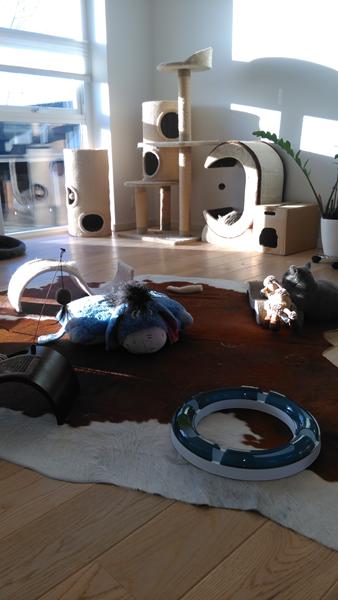 Konkurrence - Forkælede kat/katte