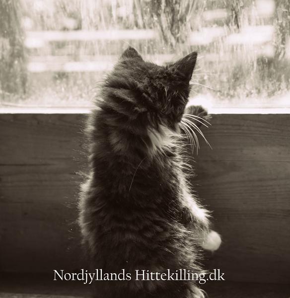 "Vi" mangler plejefamilier 