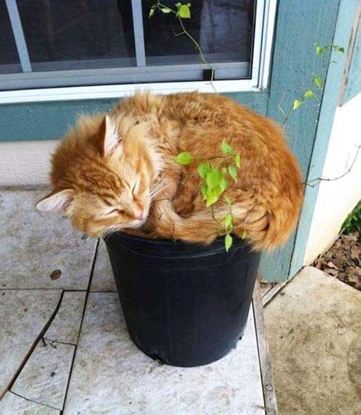 Katte planter