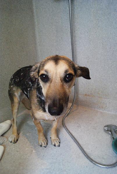 Opkald fra dyrenes beskyttelse. (for sjov)