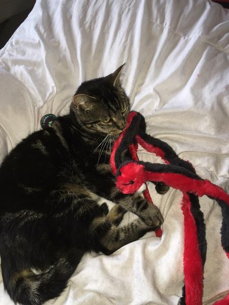 Hjælpe med forebyggende mod urinsten og ph værdi nede  TØRFODER