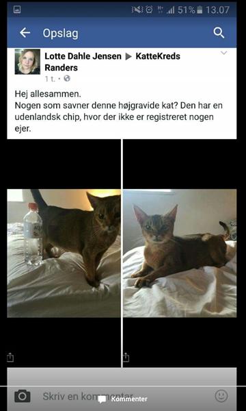 Gravid Abyssinier fundet
