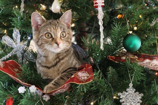 Kat og juletræ