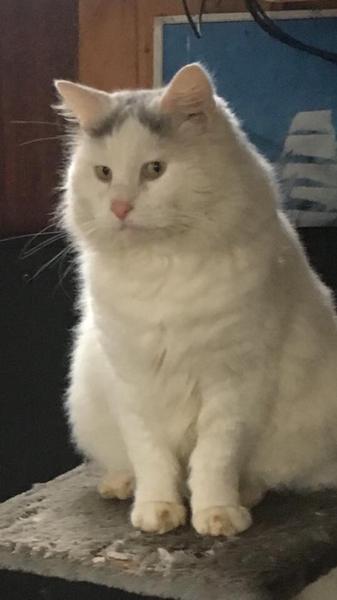 Har nogen set Figaro, hvid main coon