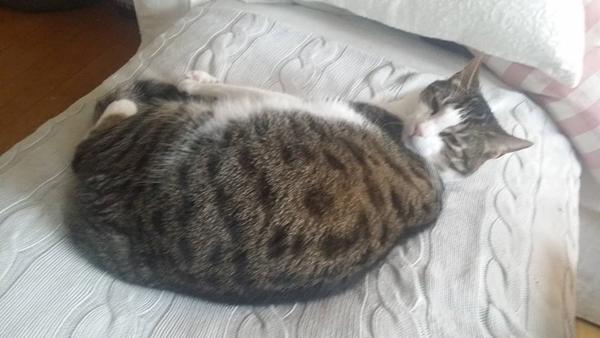 Langtidspasning af kat