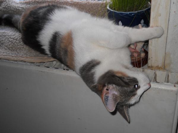 se de nye billeder af rovdyrene