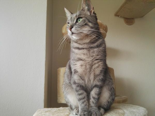 Er min kat en Maine Coon?