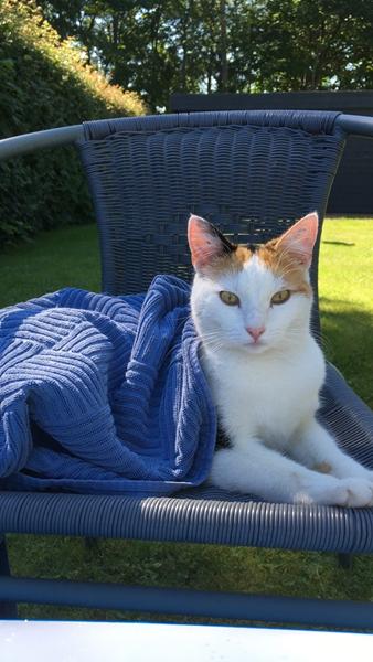 Hyggeligt med selskab i poolen